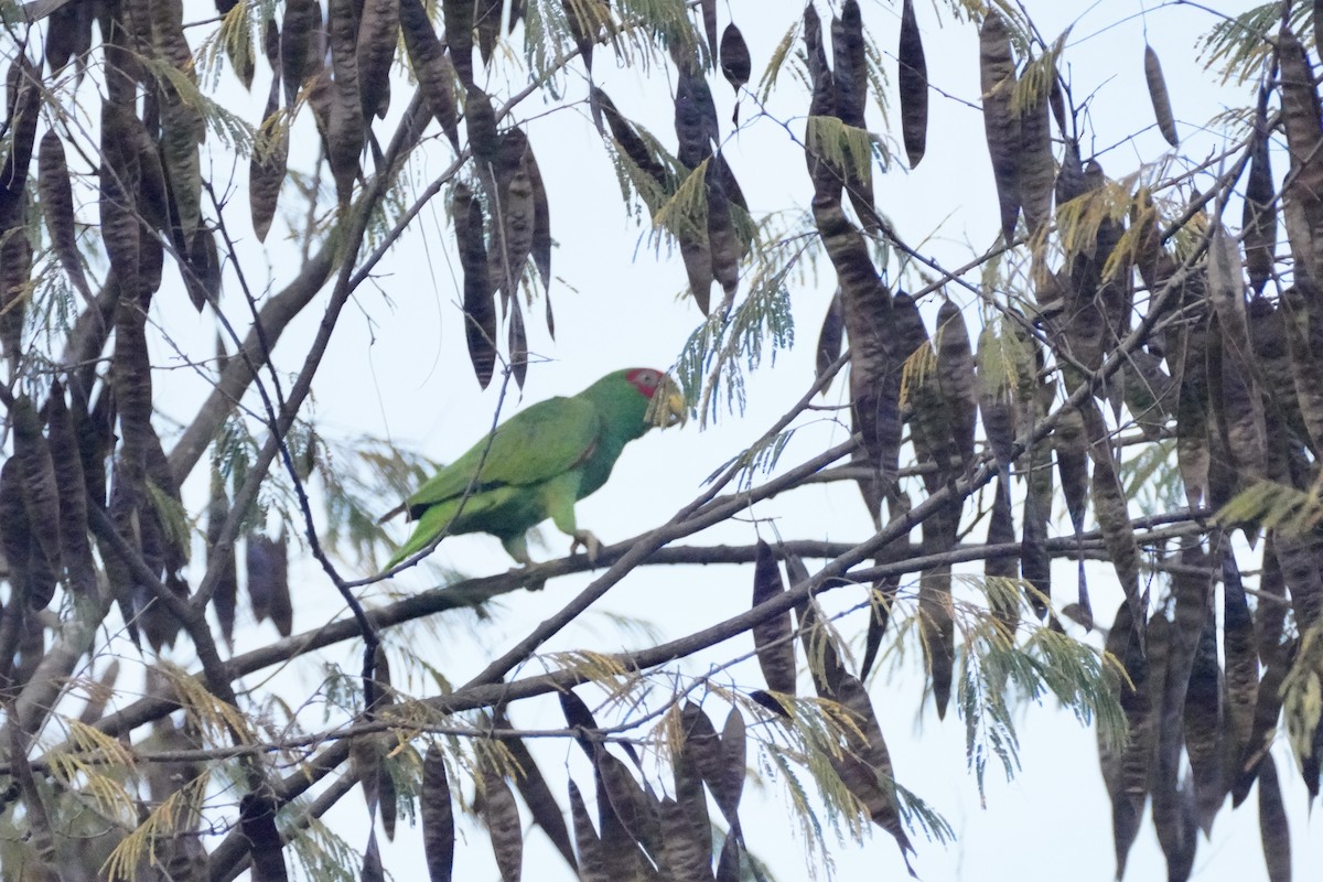 White-fronted Amazon - ML647865398