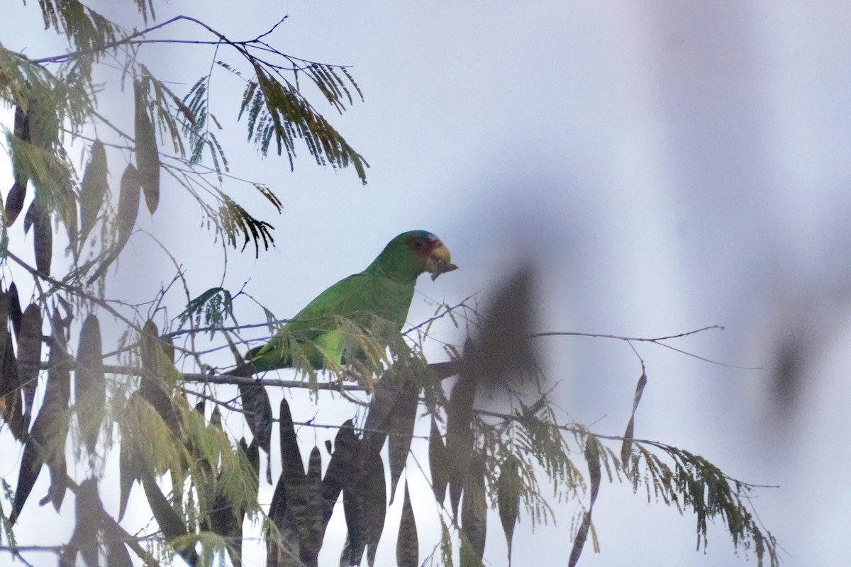 White-fronted Amazon - ML647865399