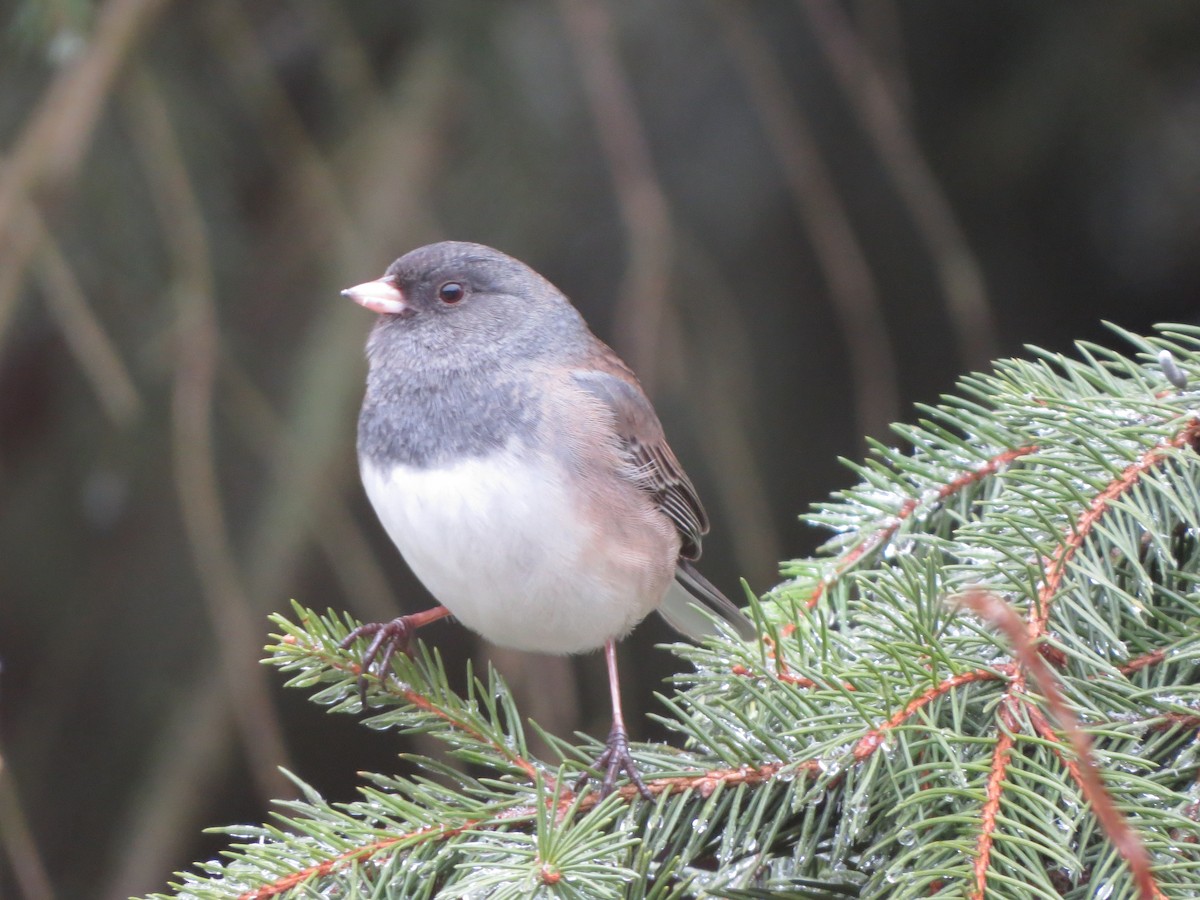 Dark-eyed Junco (Oregon) - ML647865400