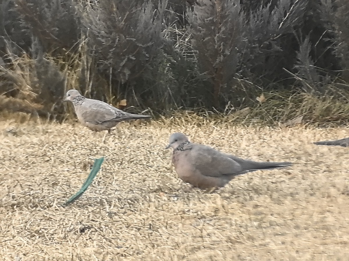 Spotted Dove - ML647865401