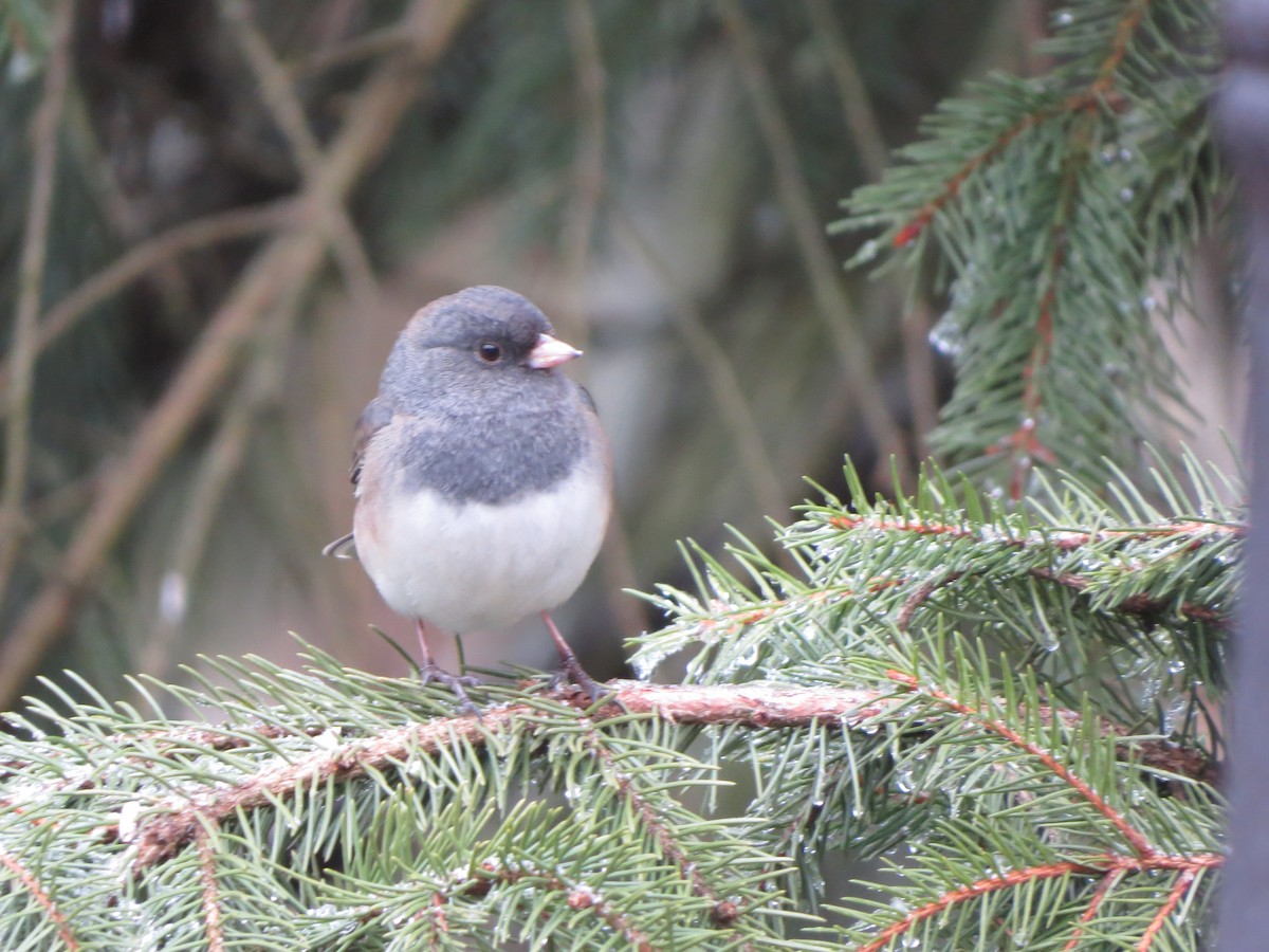 Dark-eyed Junco (Oregon) - ML647865402
