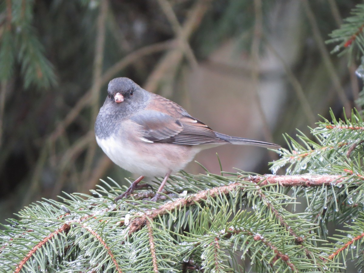 Dark-eyed Junco (Oregon) - ML647865403