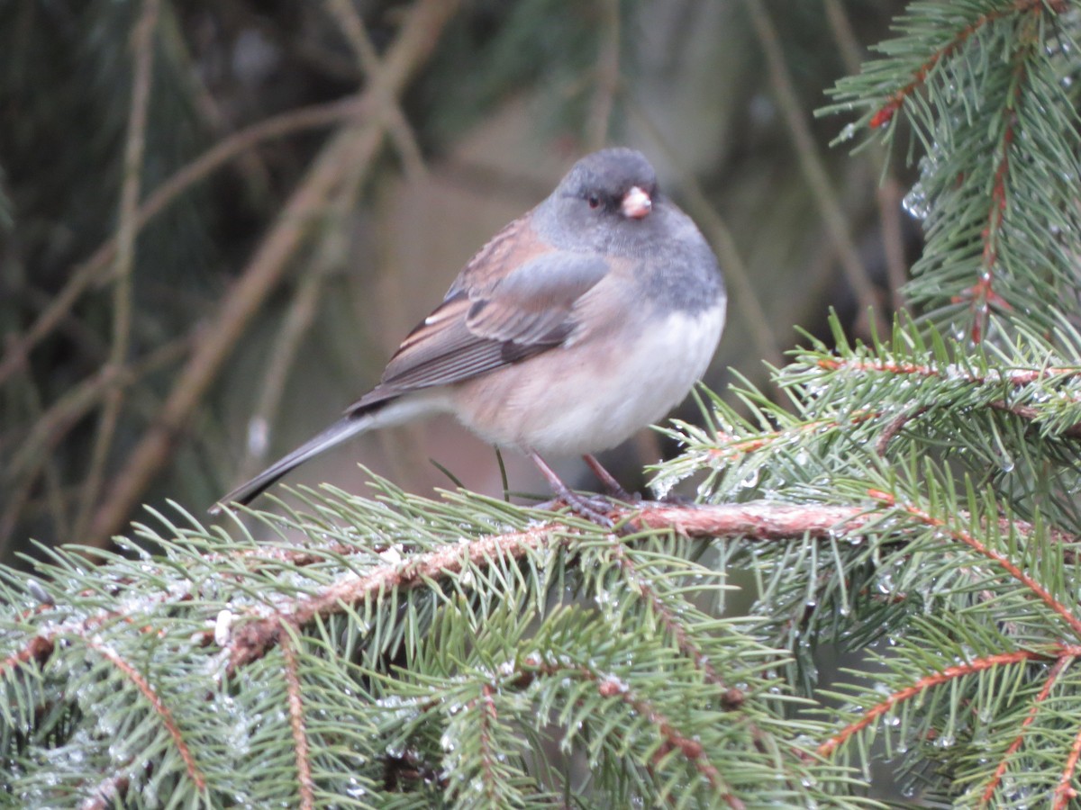 Dark-eyed Junco (Oregon) - ML647865405