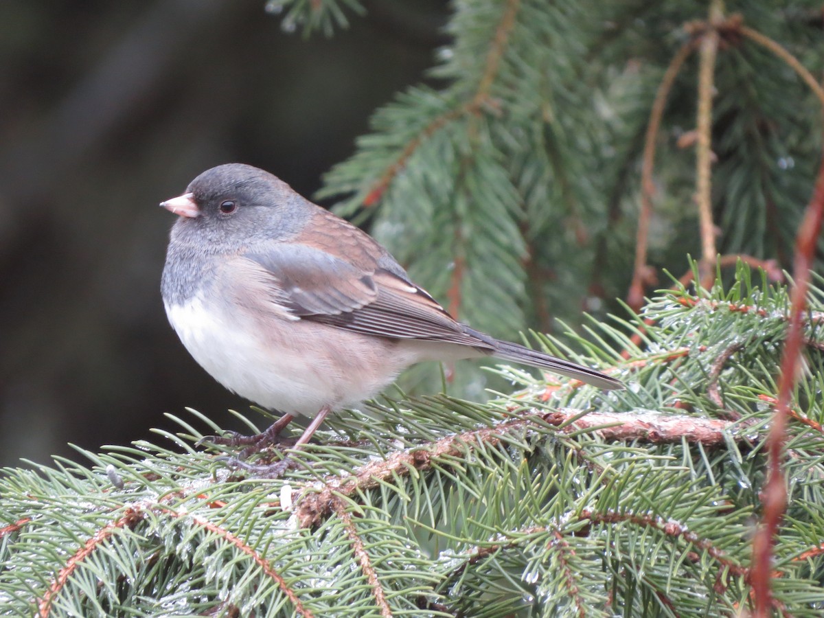 Dark-eyed Junco (Oregon) - ML647865406