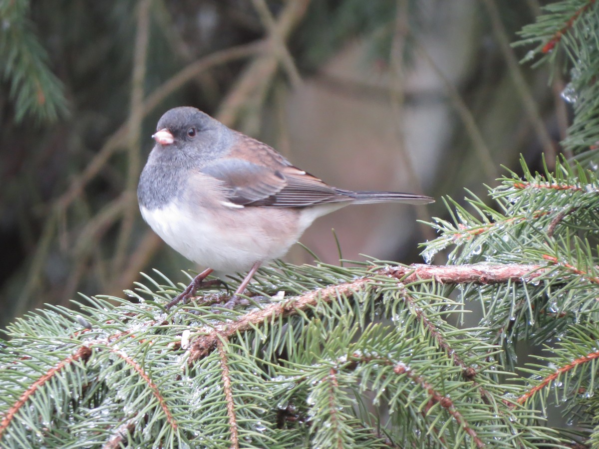 Dark-eyed Junco (Oregon) - ML647865407