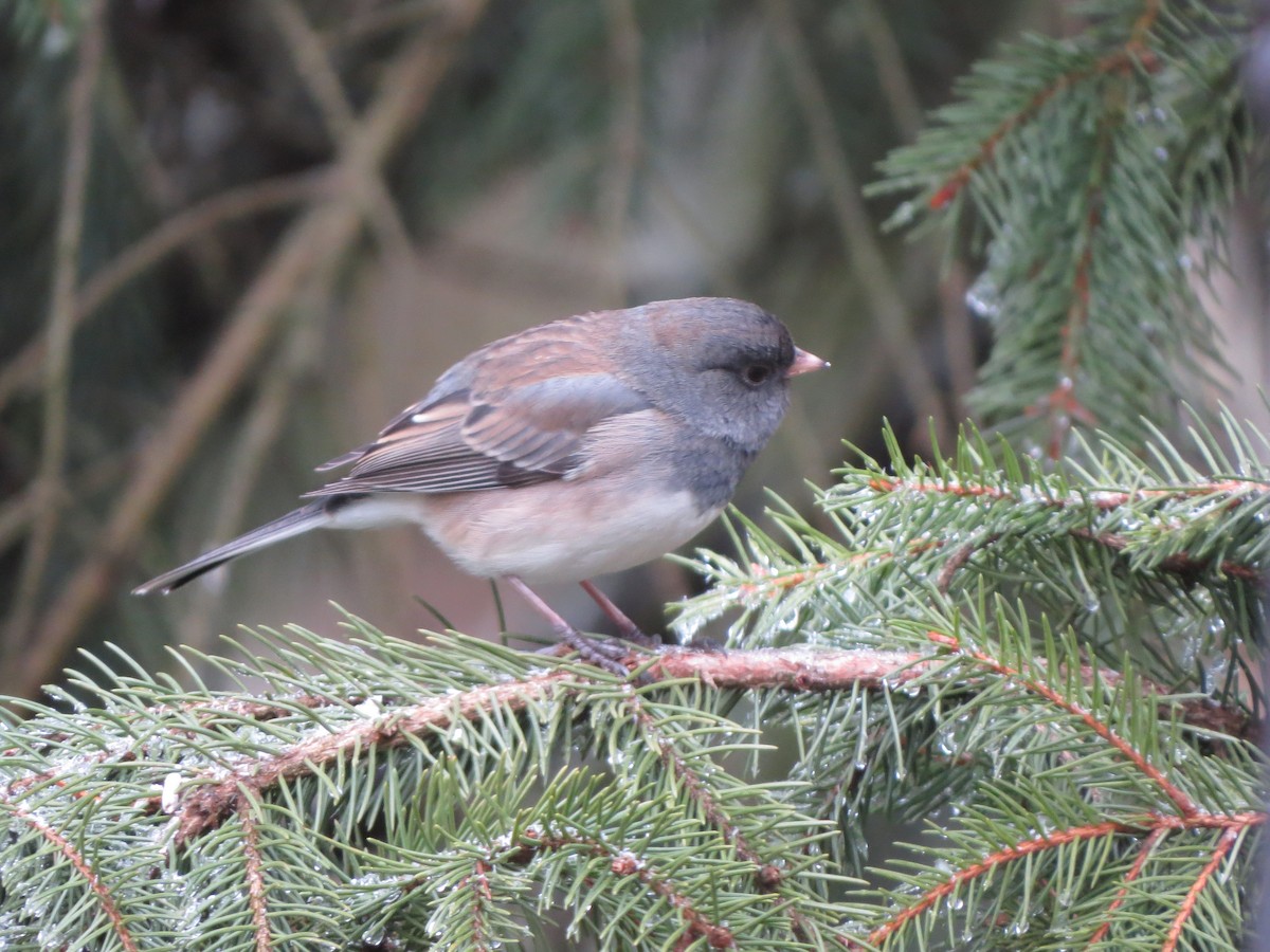 Dark-eyed Junco (Oregon) - ML647865409