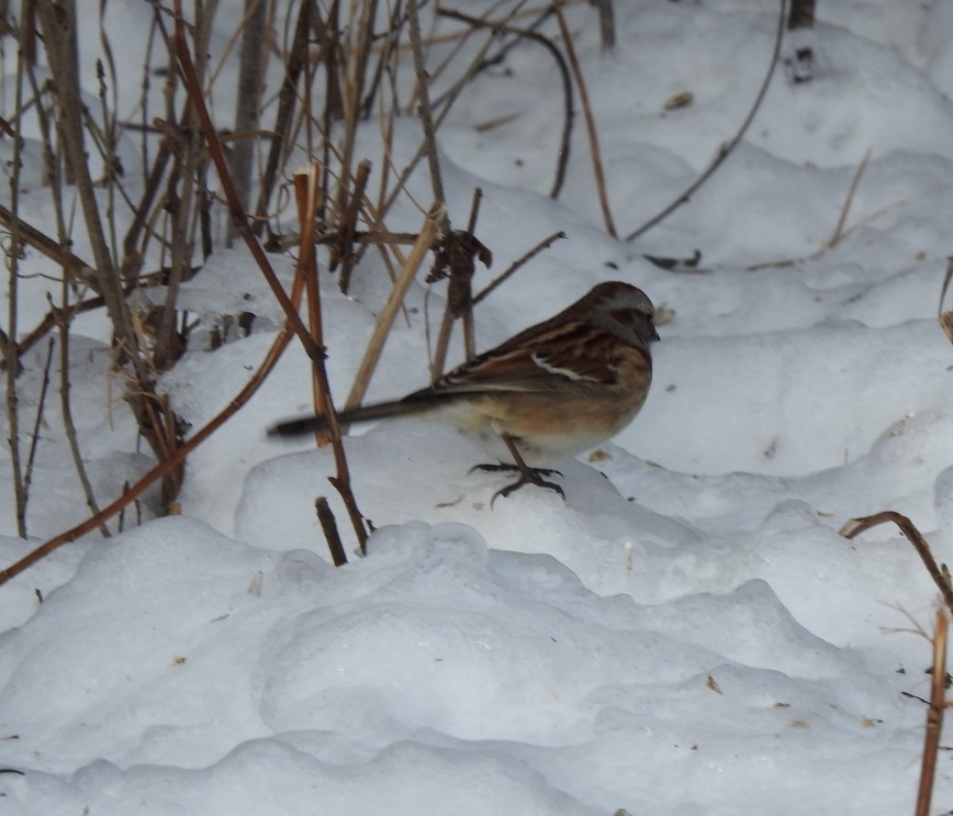 American Tree Sparrow - ML647865415