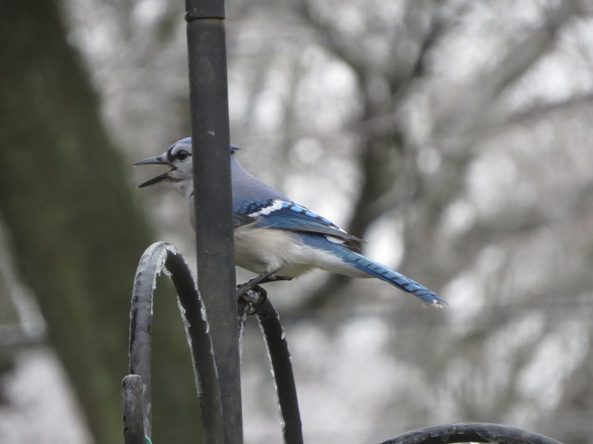 Blue Jay - ML647865429