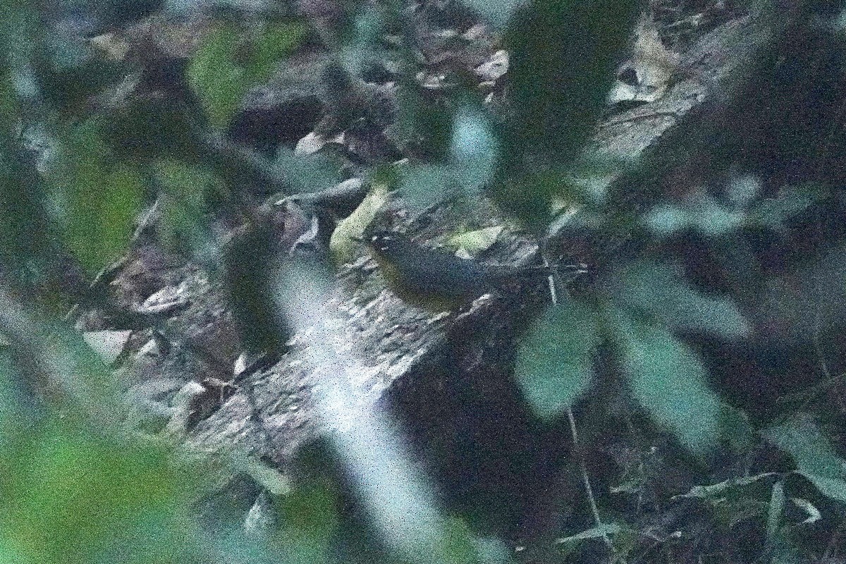 Fan-tailed Warbler - ML647865460