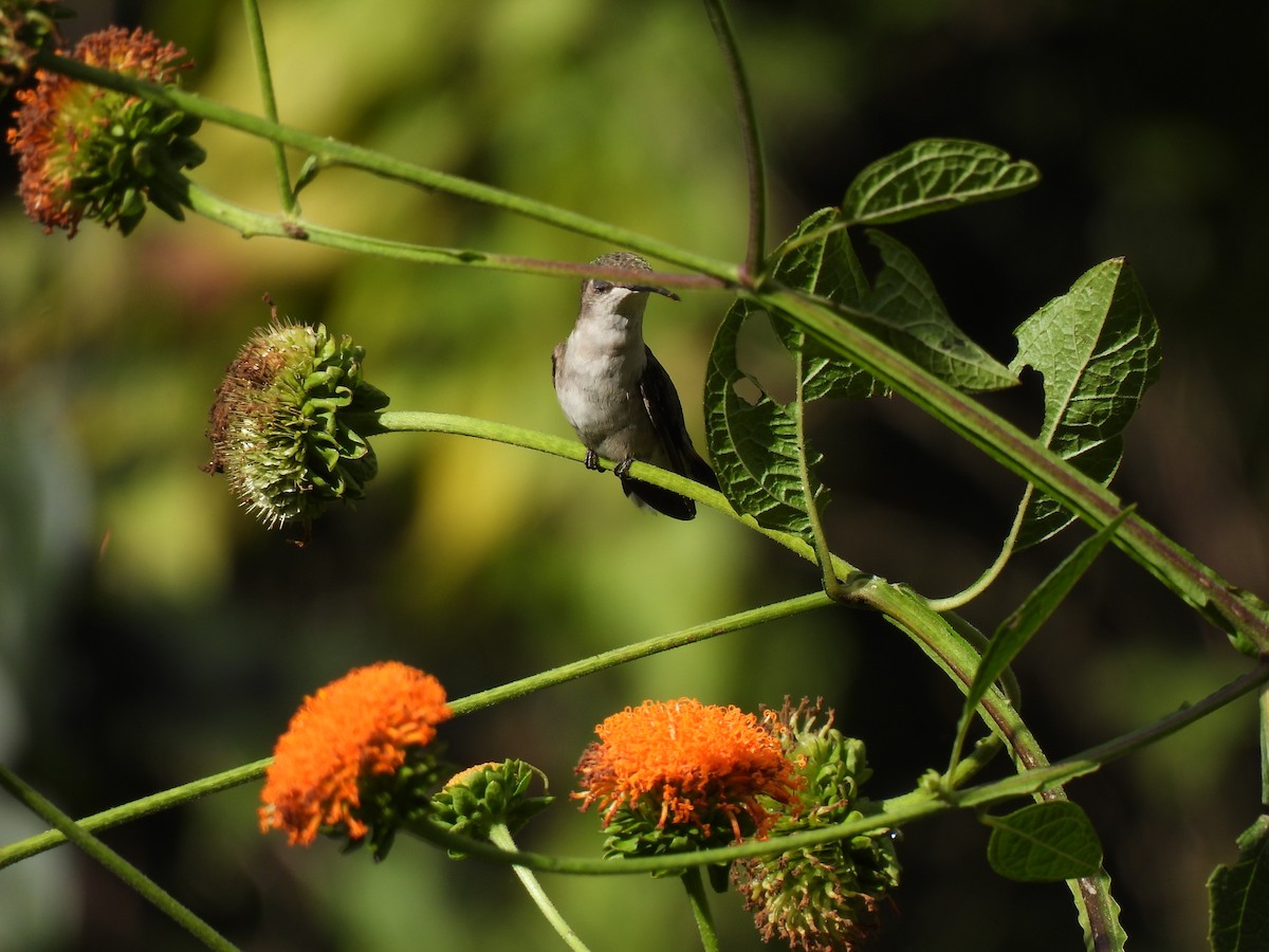 Ruby-throated Hummingbird - ML647865467