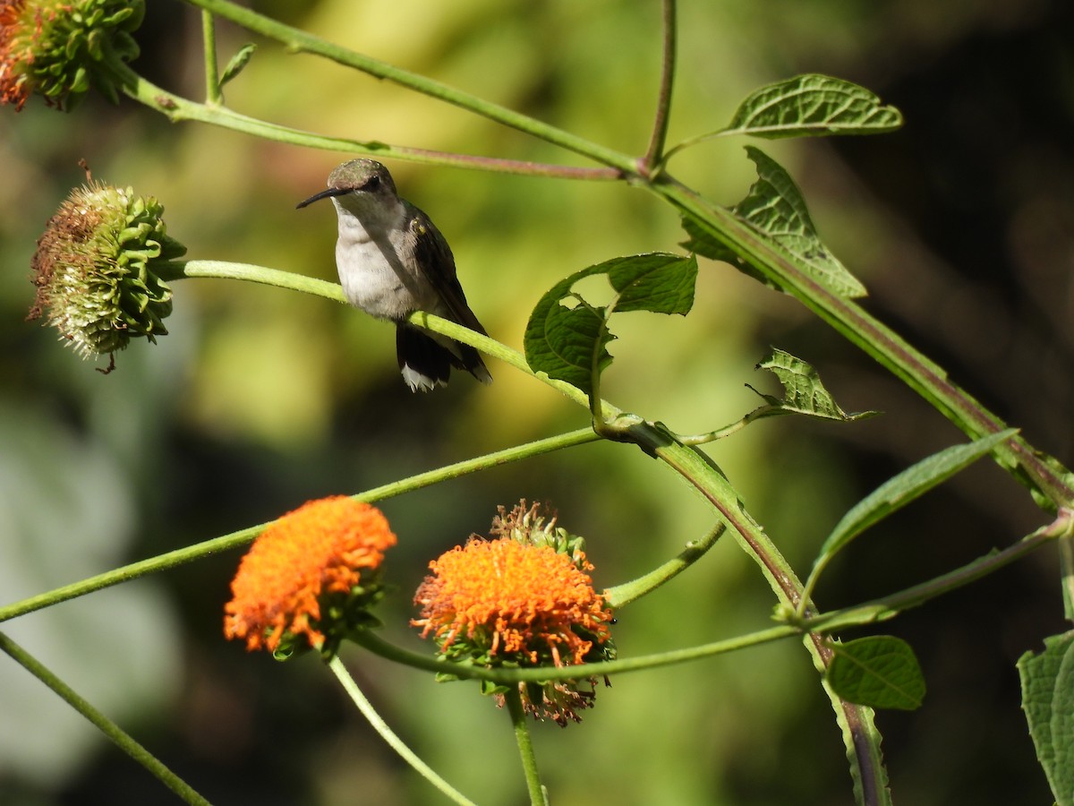 Ruby-throated Hummingbird - ML647865468