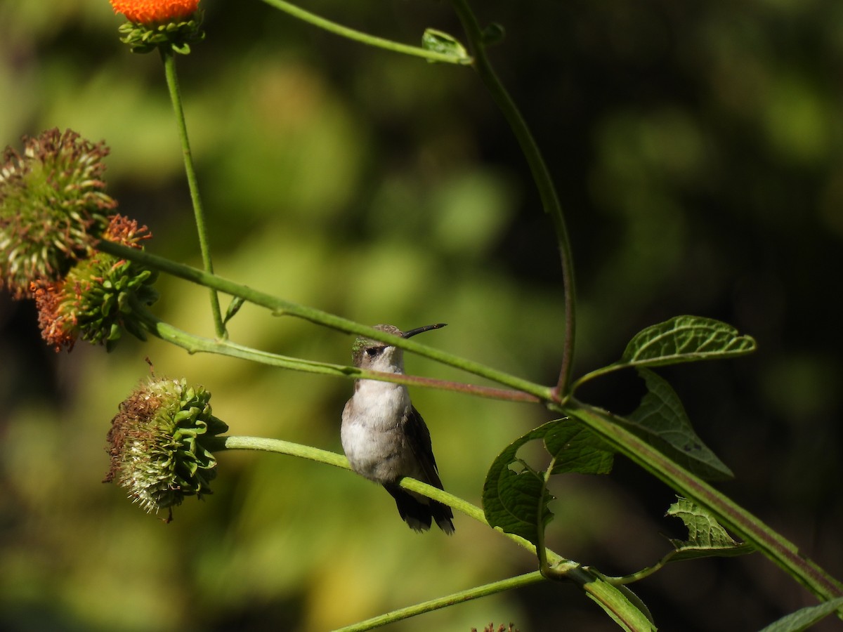 Ruby-throated Hummingbird - ML647865469