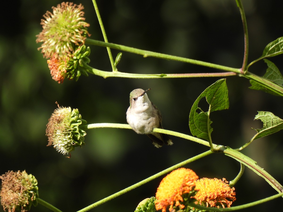 Ruby-throated Hummingbird - ML647865470