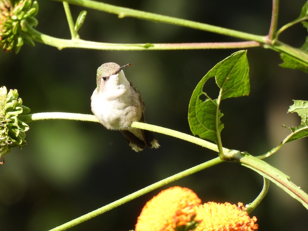 Ruby-throated Hummingbird - ML647865471