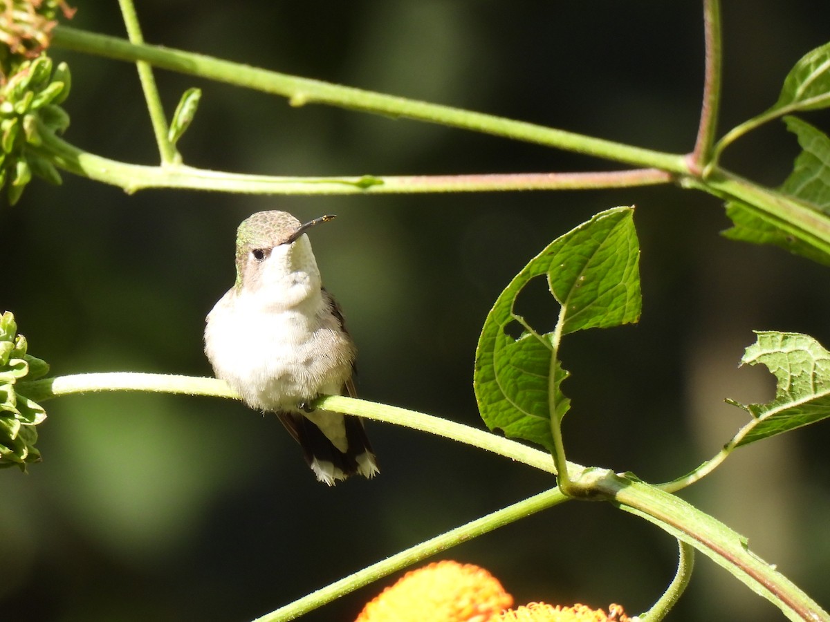 Ruby-throated Hummingbird - ML647865472