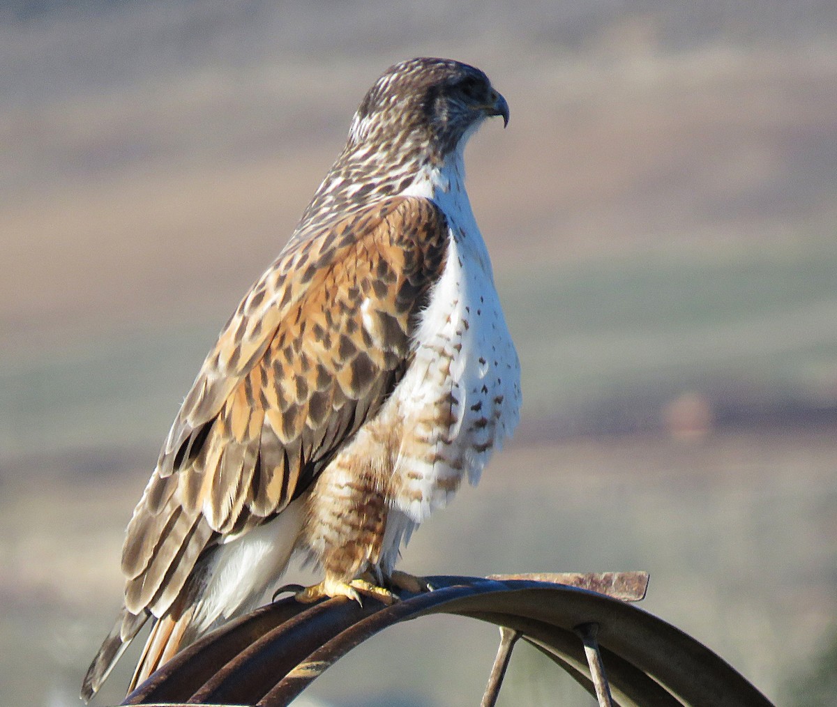 kongevåk - ML647865496