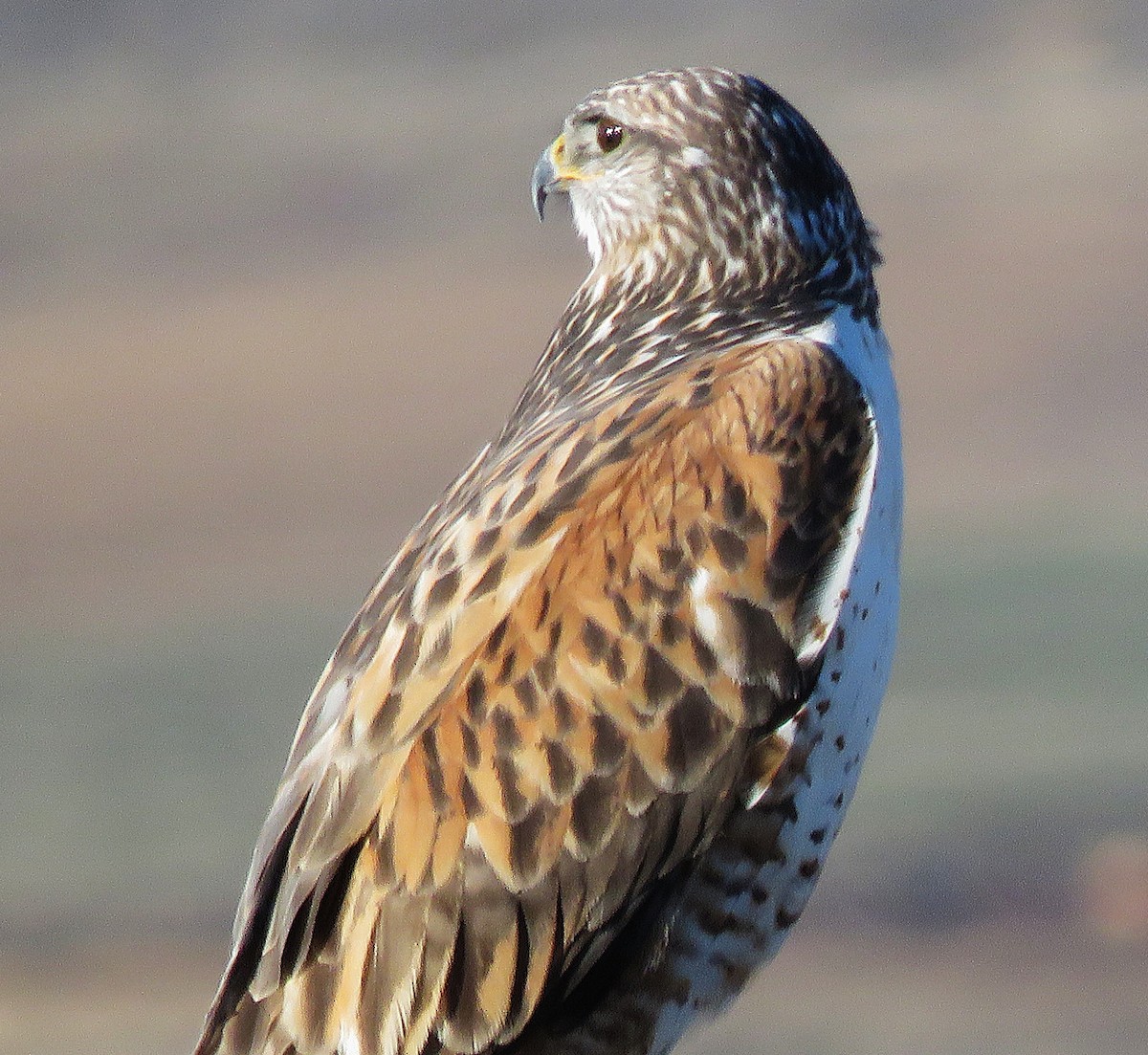 kongevåk - ML647865497