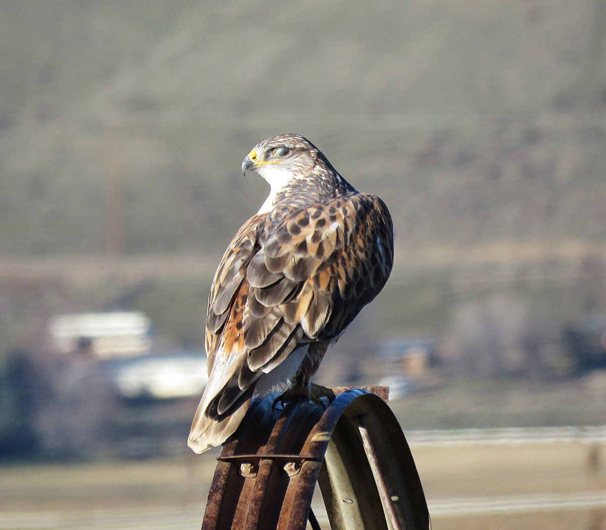 kongevåk - ML647865498