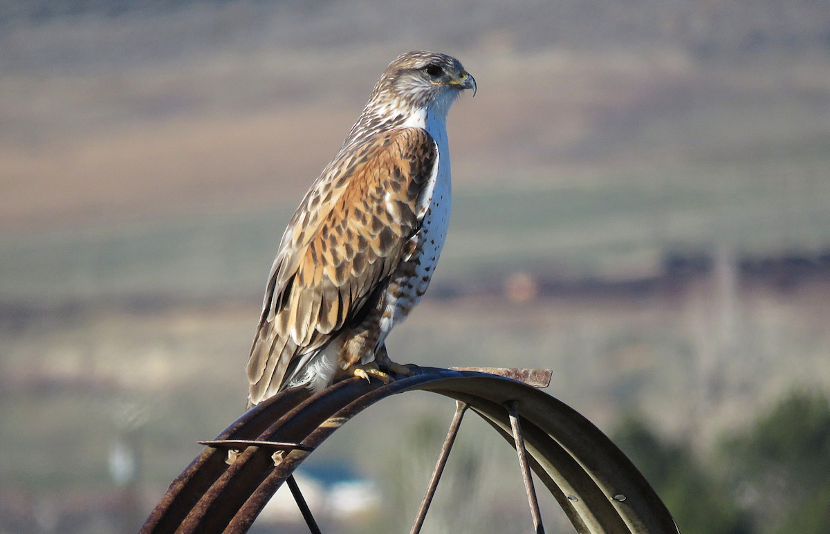 kongevåk - ML647865499