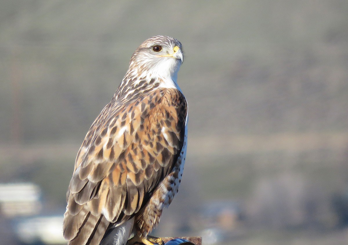 kongevåk - ML647865500