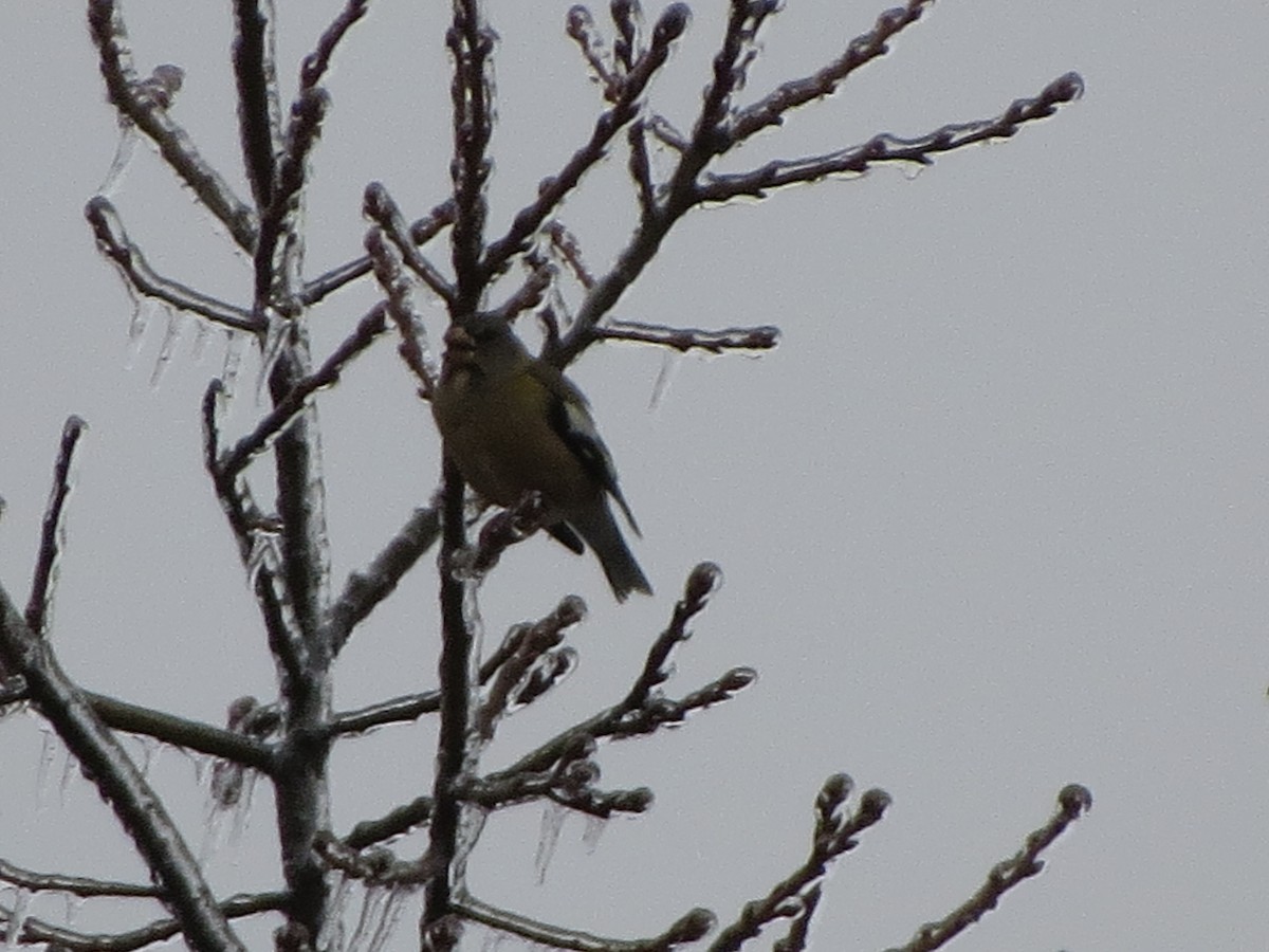 キビタイシメ - ML647865505