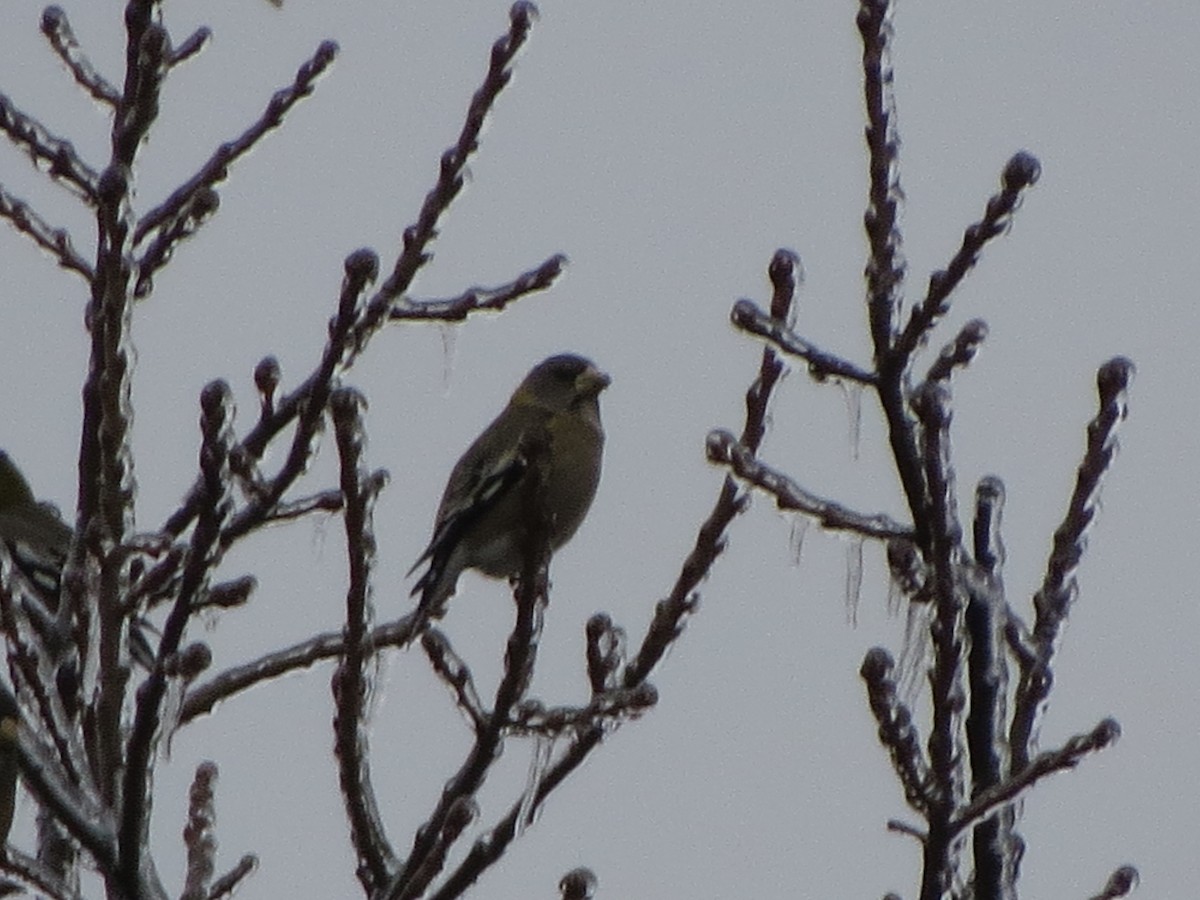 キビタイシメ - ML647865506