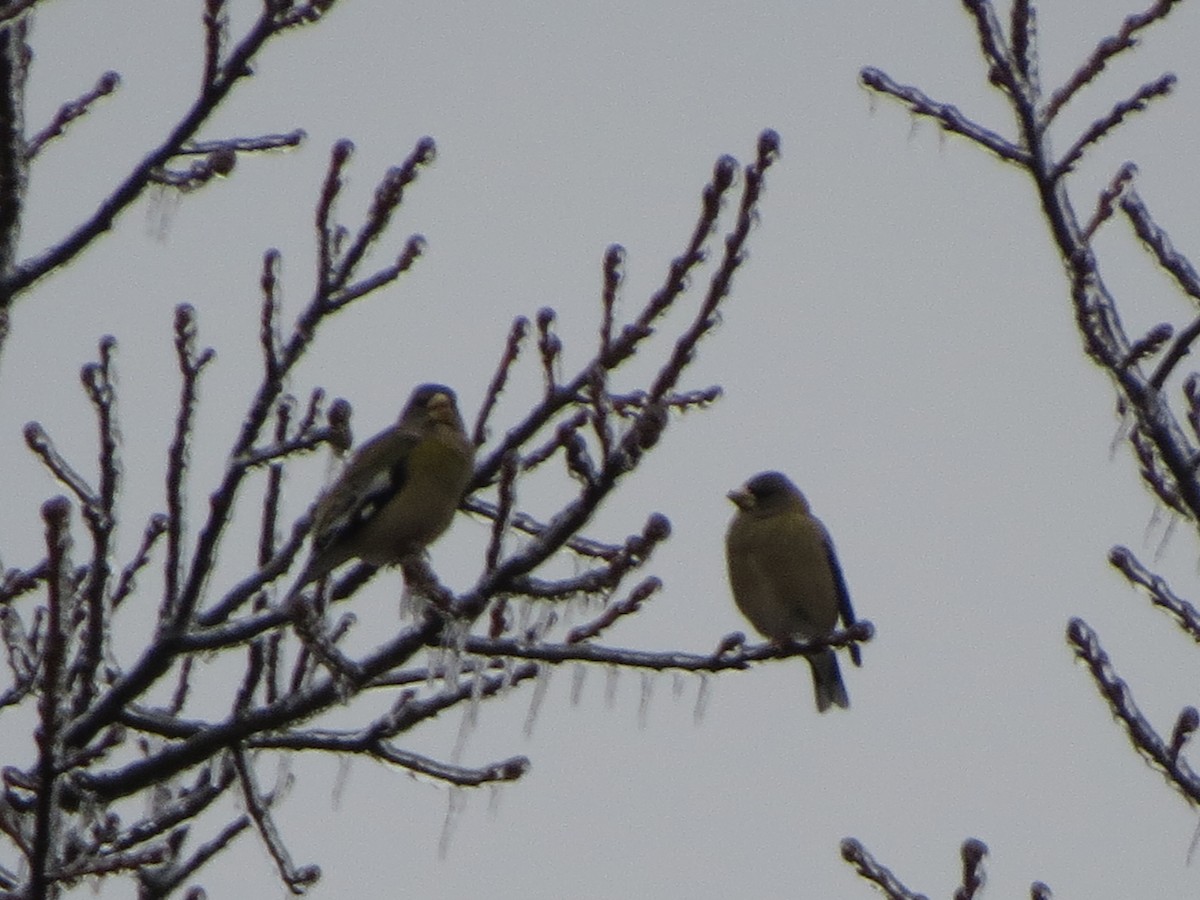 キビタイシメ - ML647865507