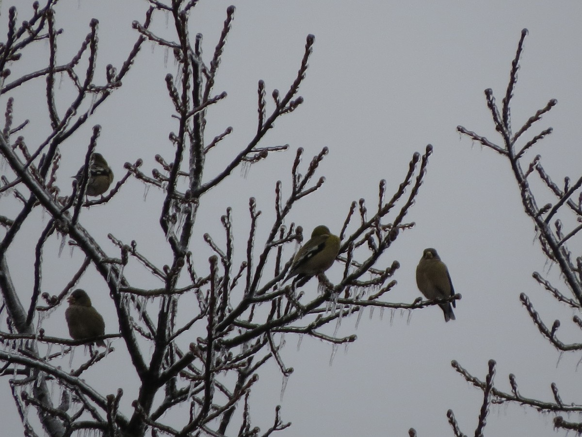 キビタイシメ - ML647865508