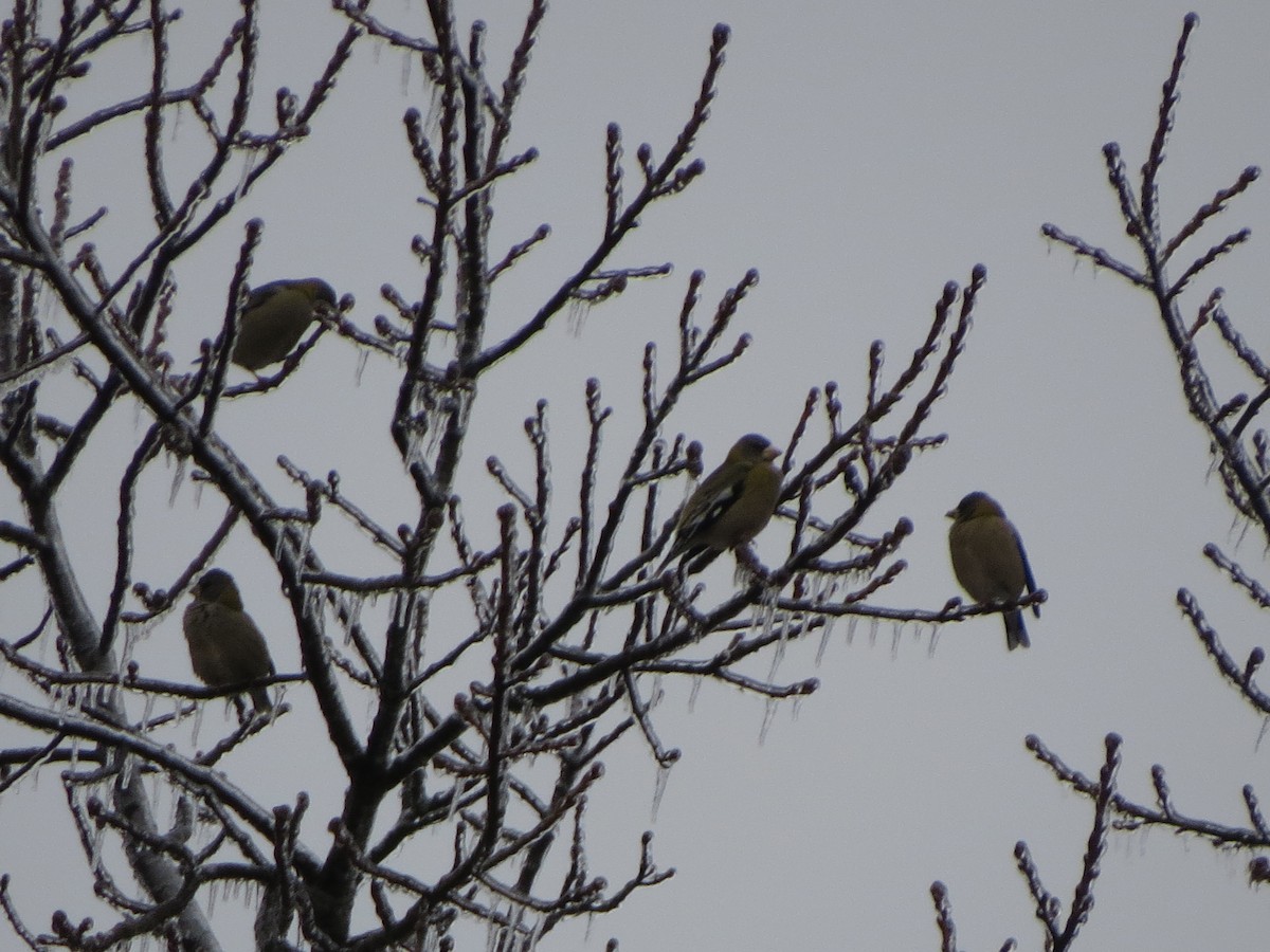 キビタイシメ - ML647865509