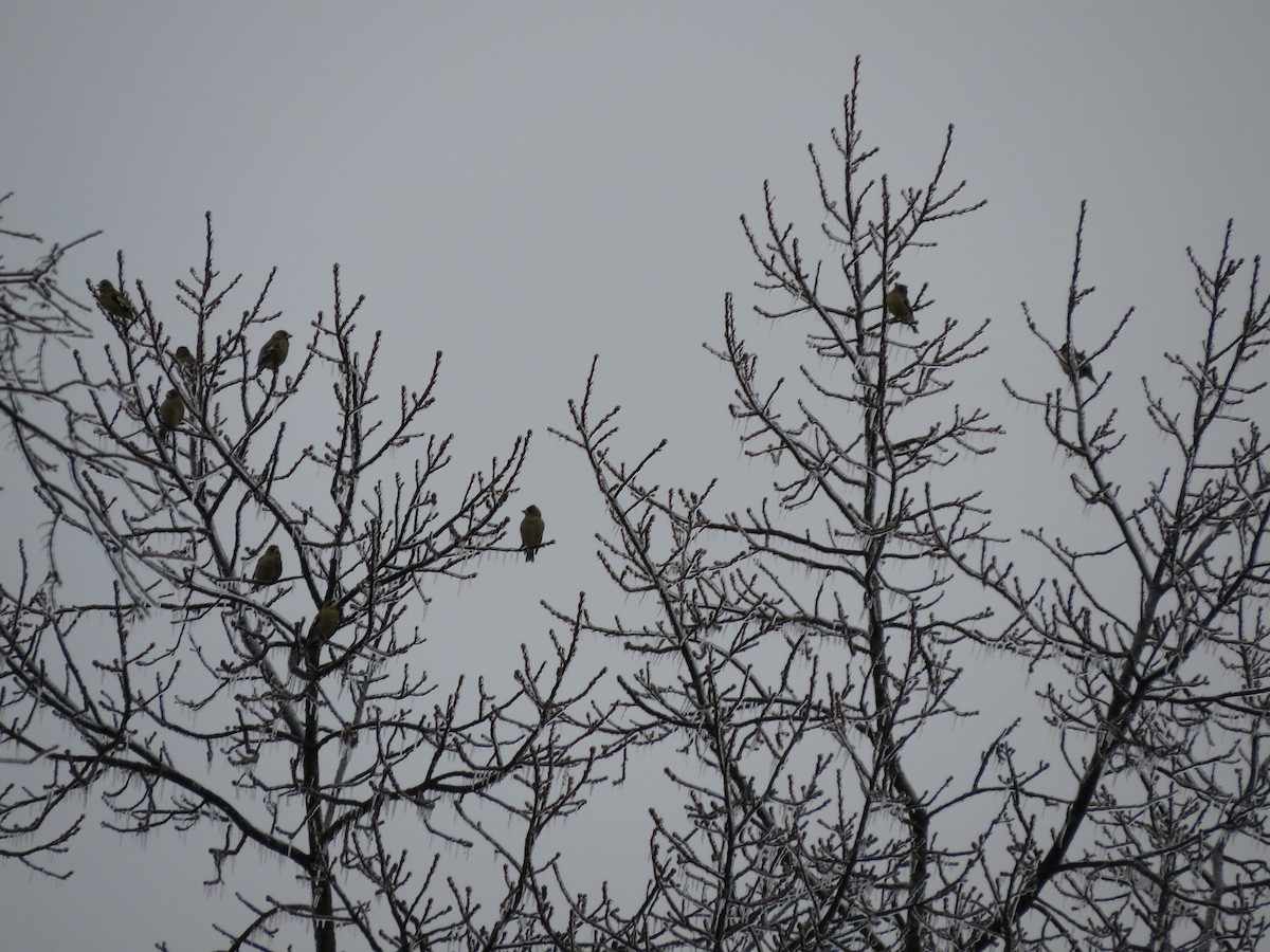 キビタイシメ - ML647865510