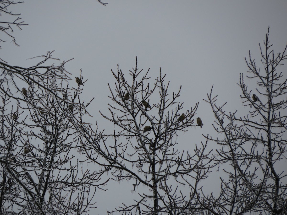 キビタイシメ - ML647865511