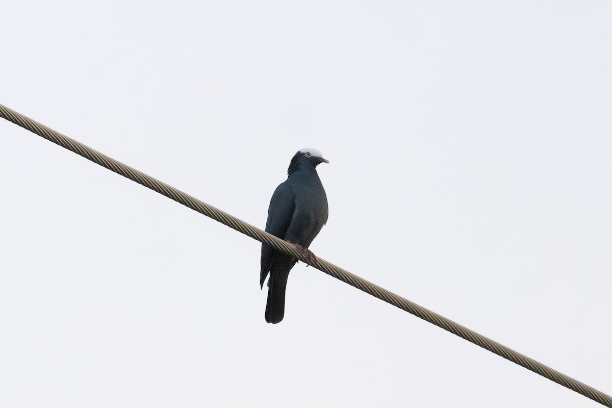 holub antilský - ML647865535