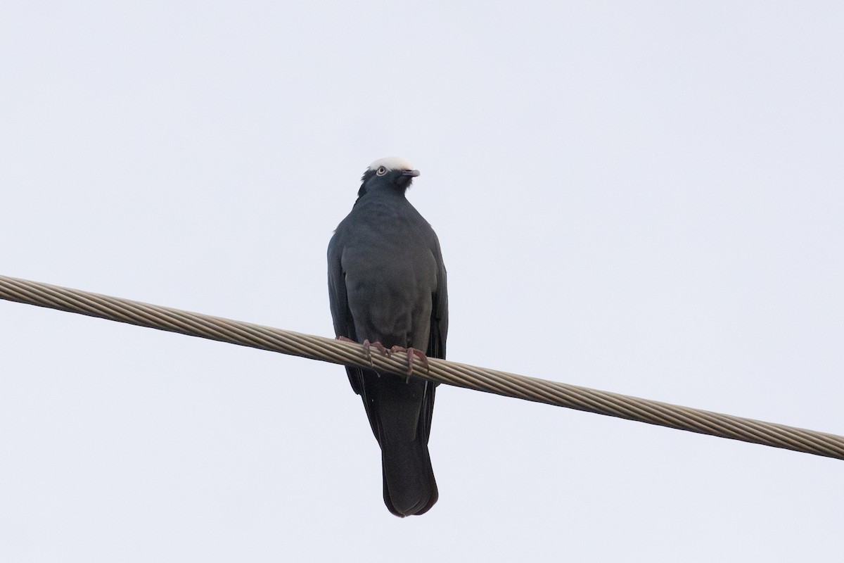 holub antilský - ML647865536