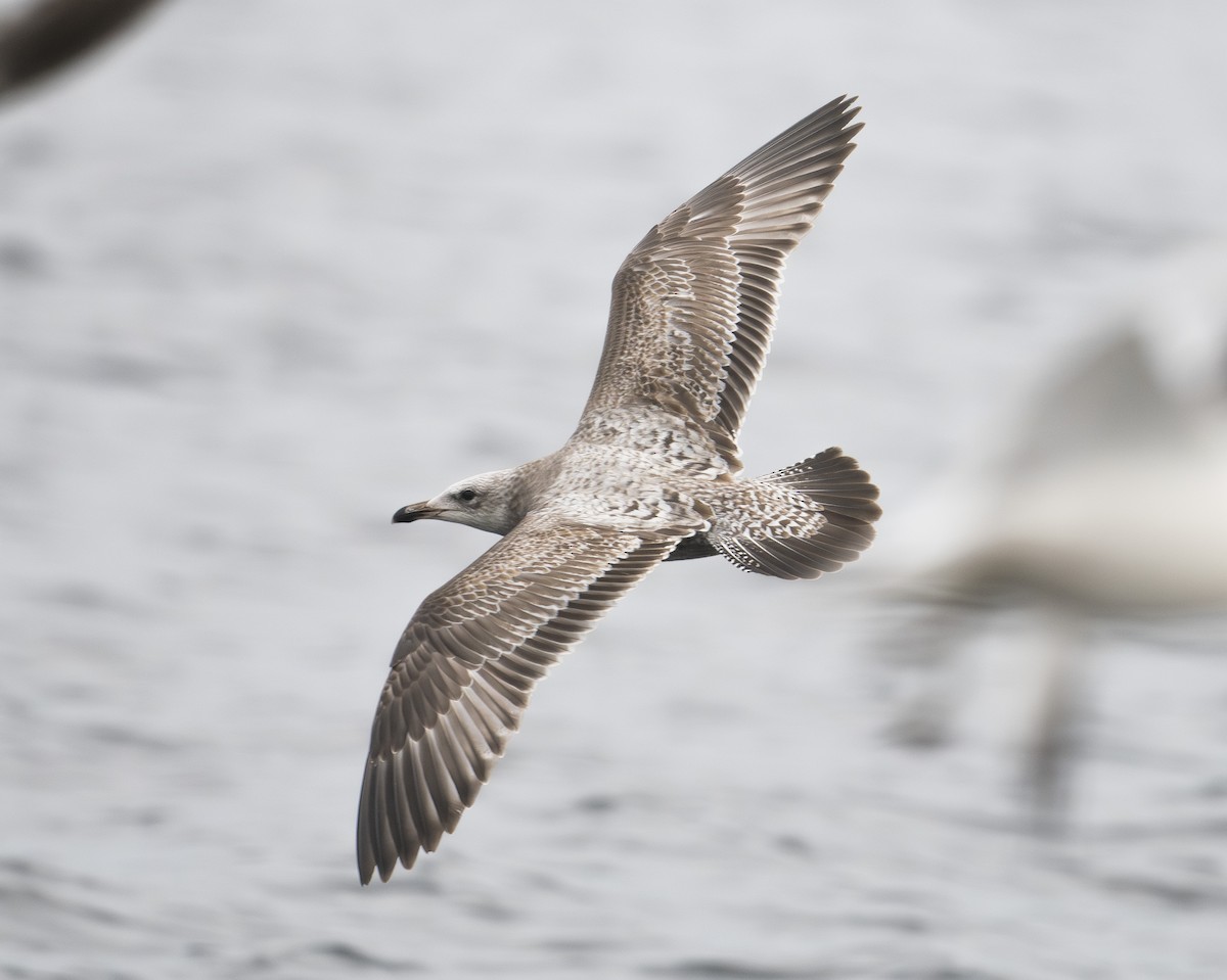 American Herring Gull - ML647865540
