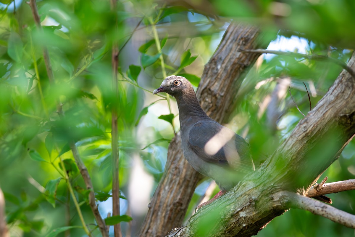 holub antilský - ML647865571