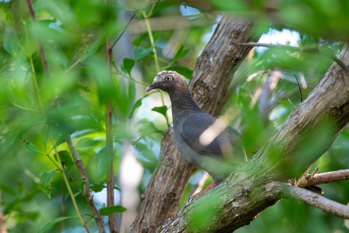 holub antilský - ML647865572