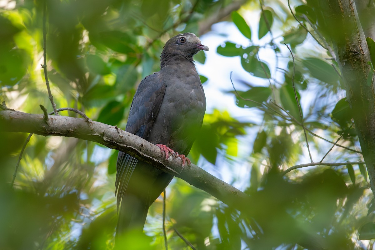 holub antilský - ML647865573