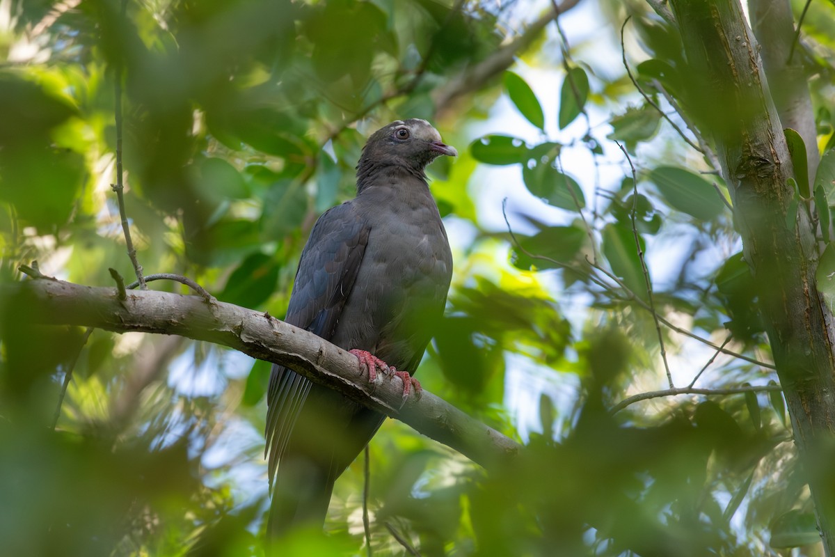 holub antilský - ML647865574