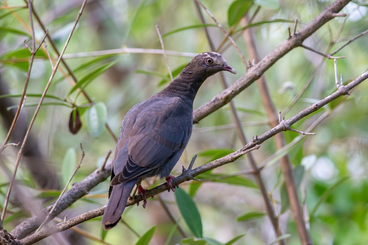 holub antilský - ML647865575