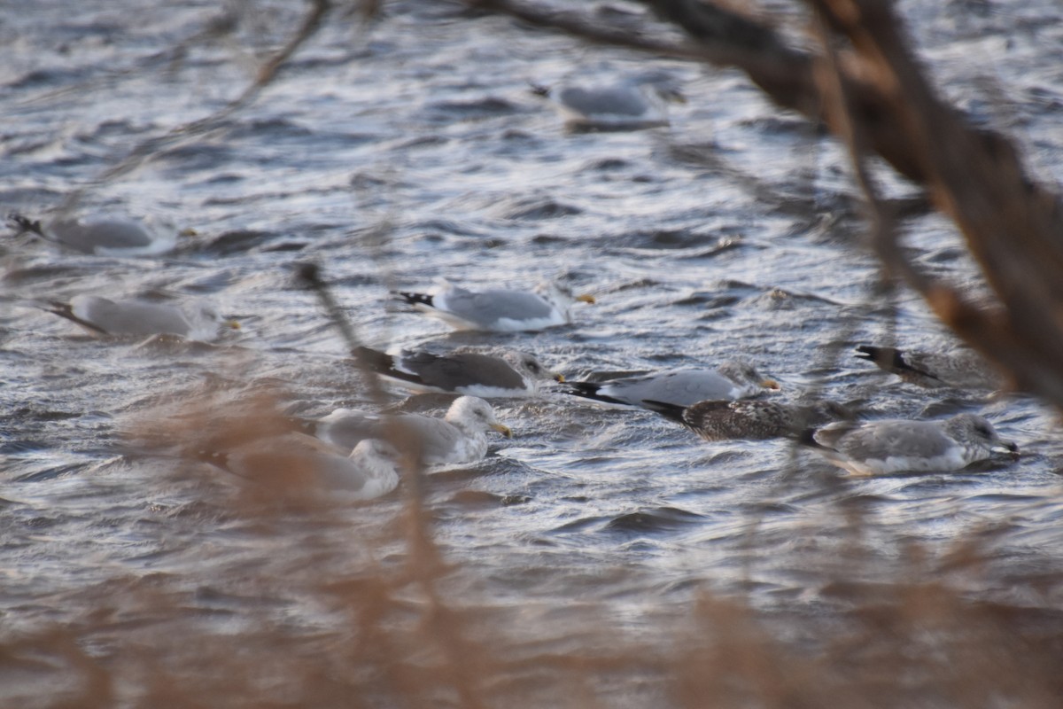 Lesser Black-backed Gull - ML647865582