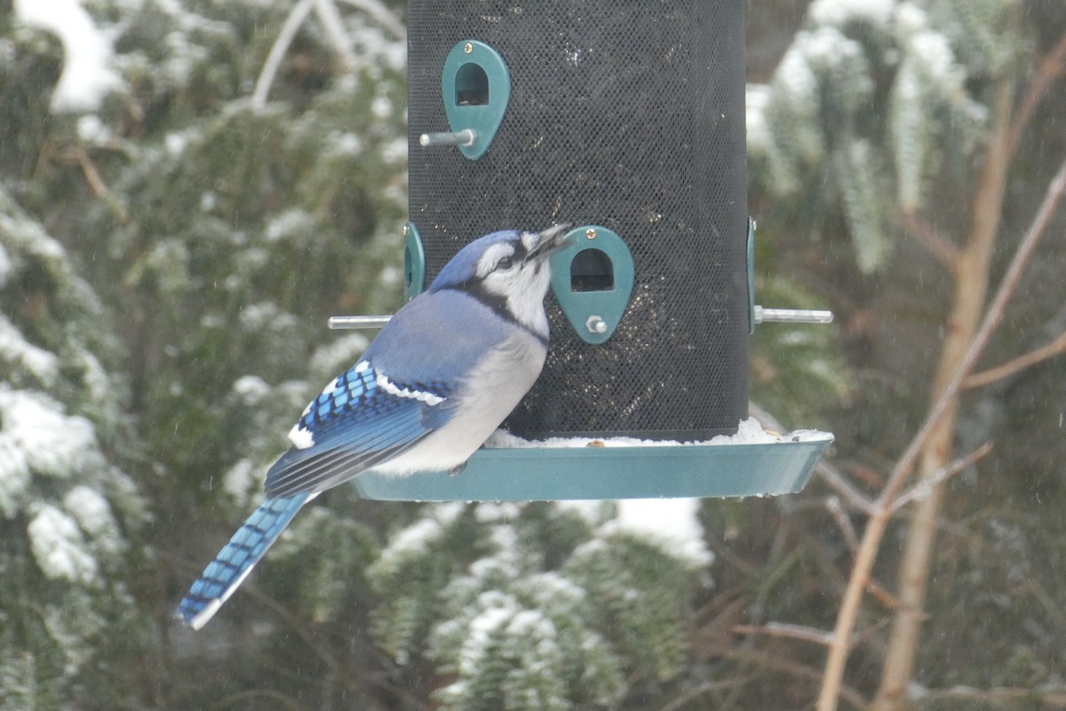 Blue Jay - ML647865641