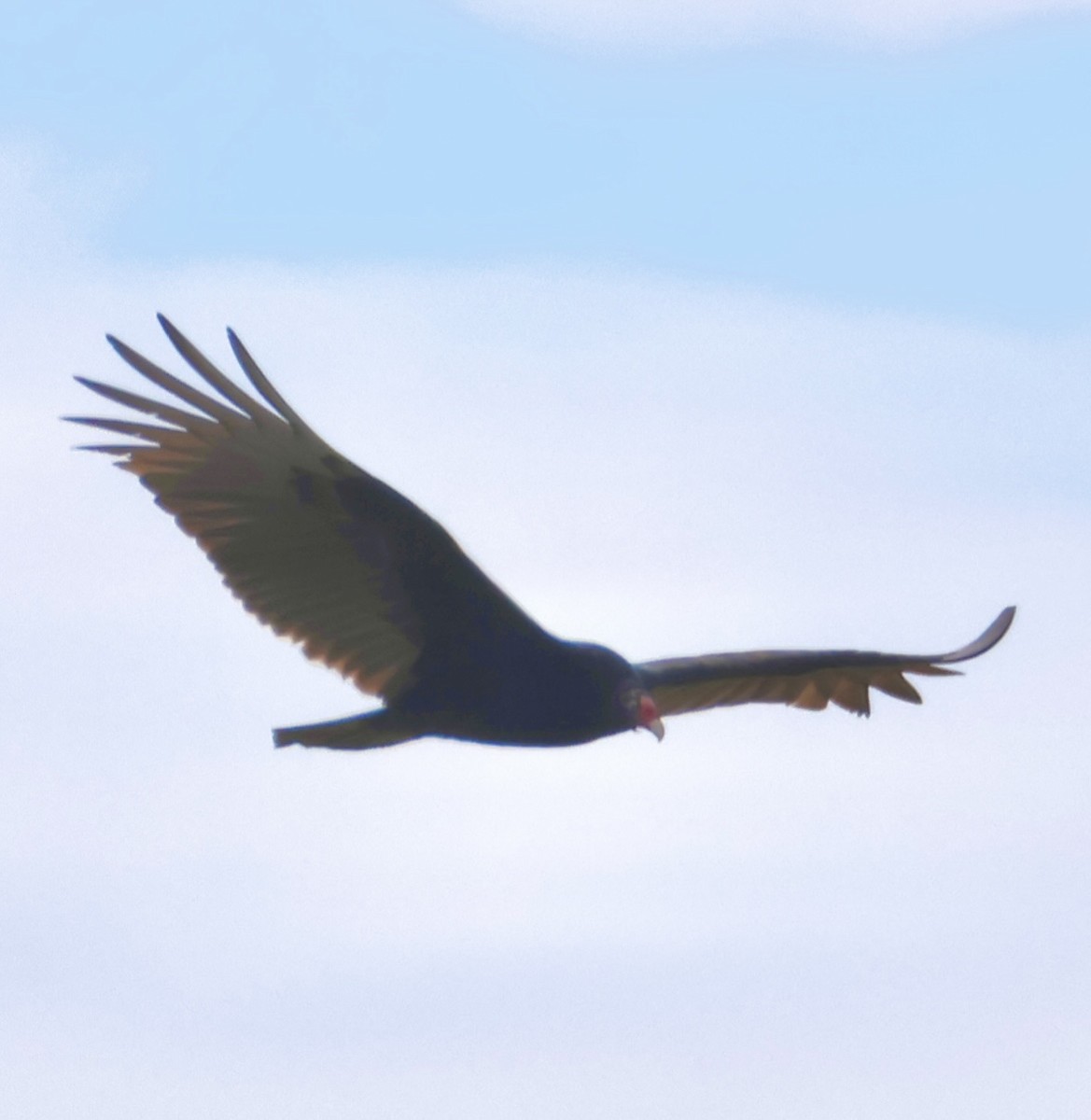 Turkey Vulture - ML647865663