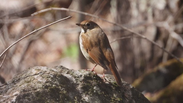 Einsiedler-Musendrossel - ML647865771