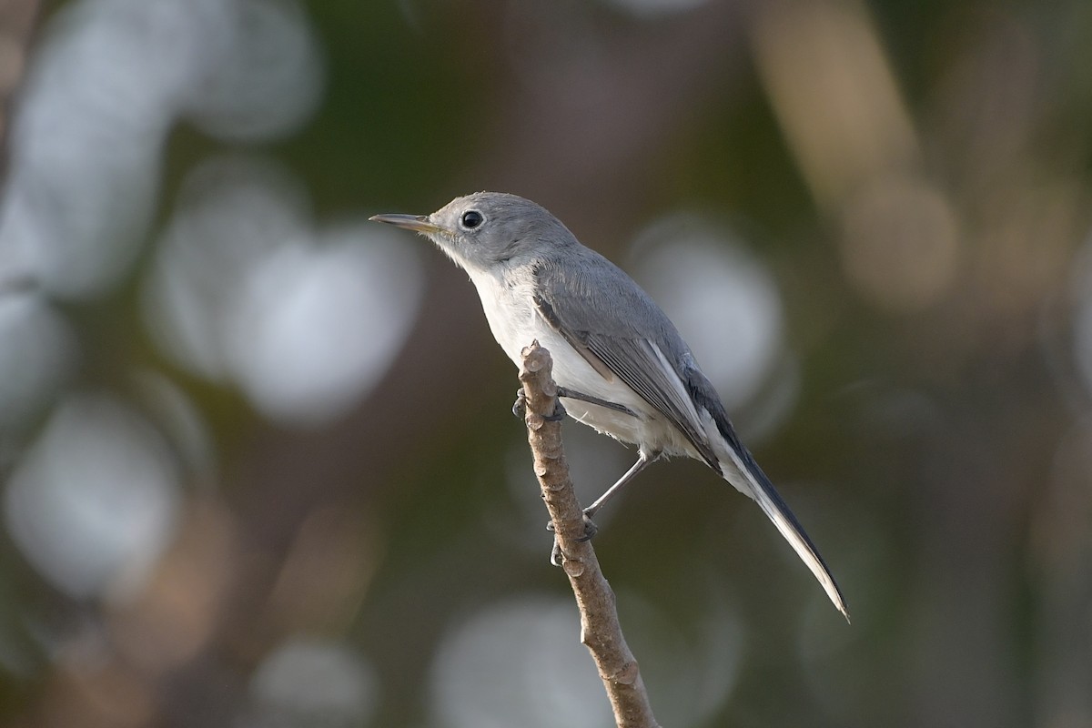 ブユムシクイ - ML647865781