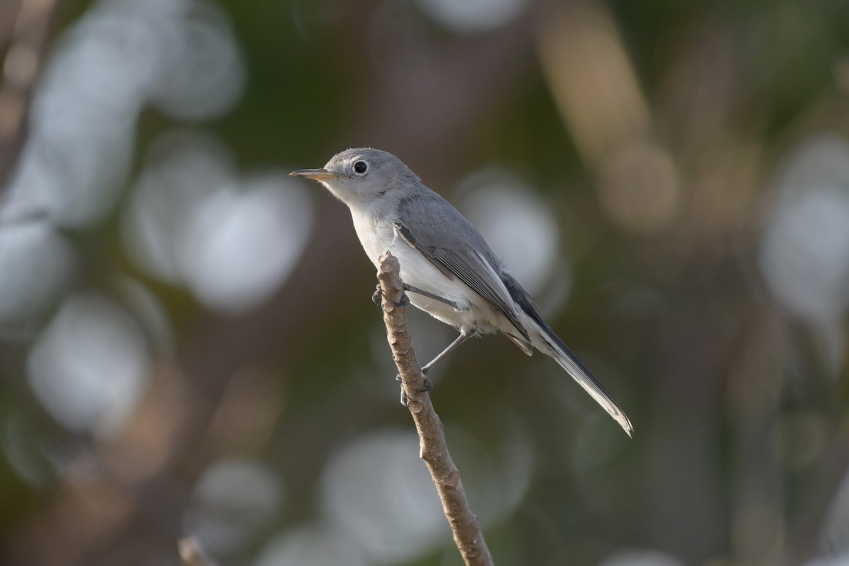 ブユムシクイ - ML647865782