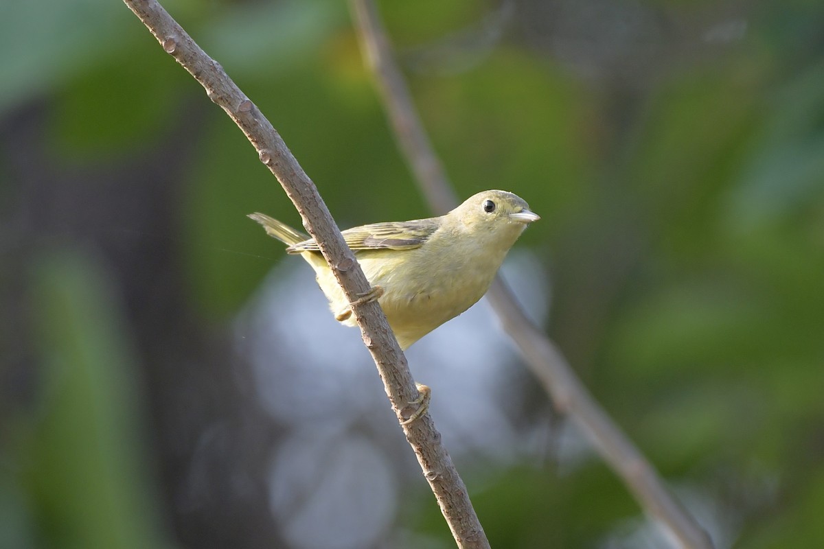 Northern Yellow Warbler - ML647865828