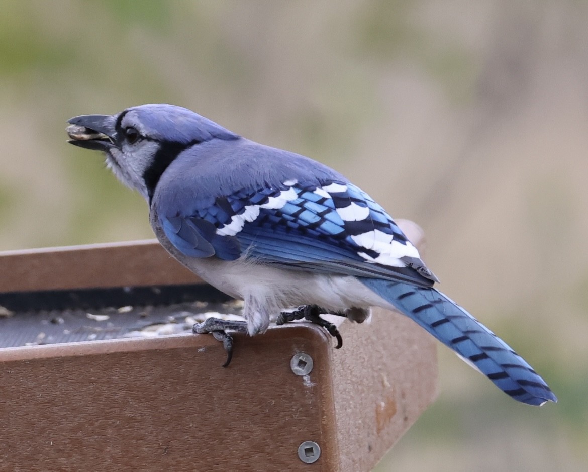 Blue Jay - ML647865845