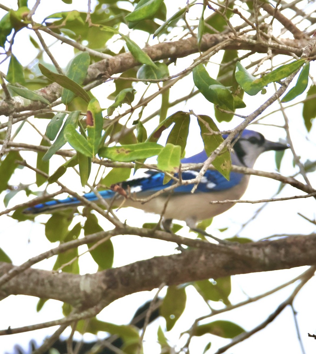 Blue Jay - ML647865846