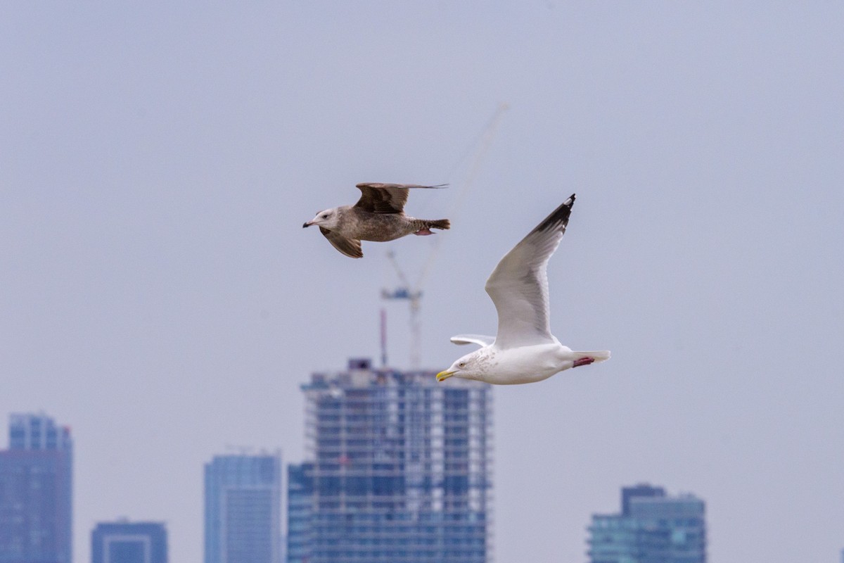 American Herring Gull - ML647865852