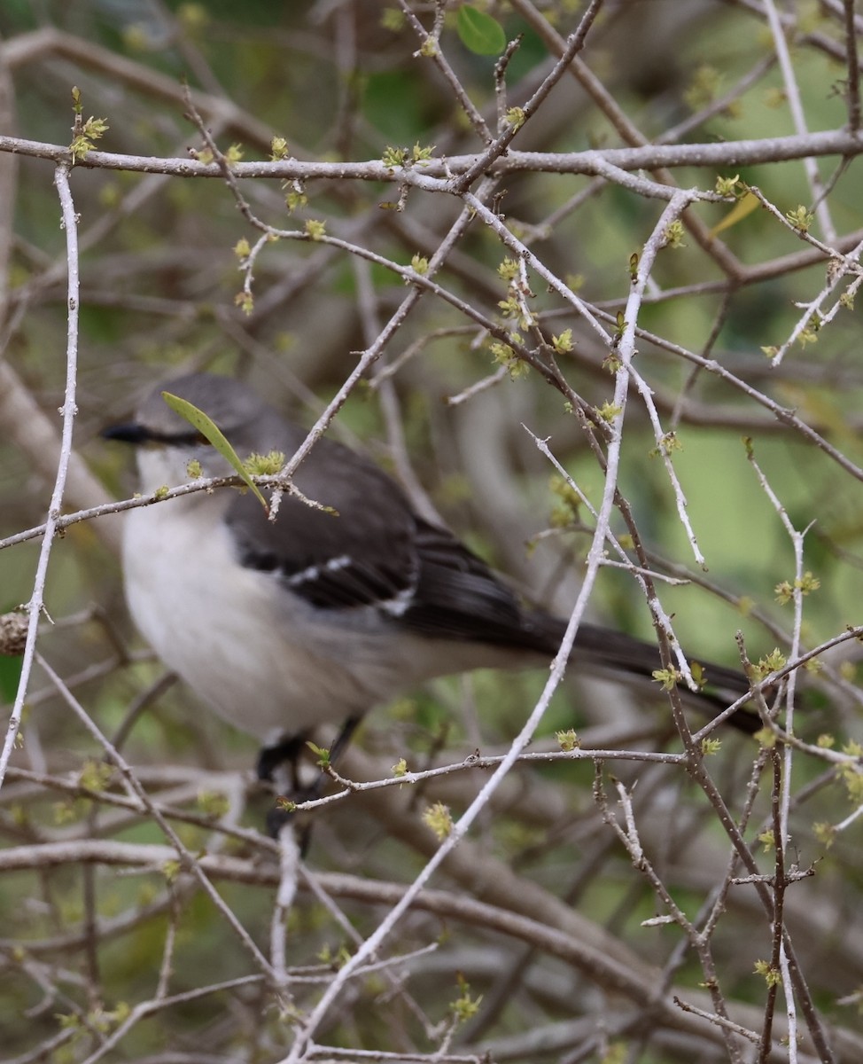 Northern Mockingbird - ML647865891